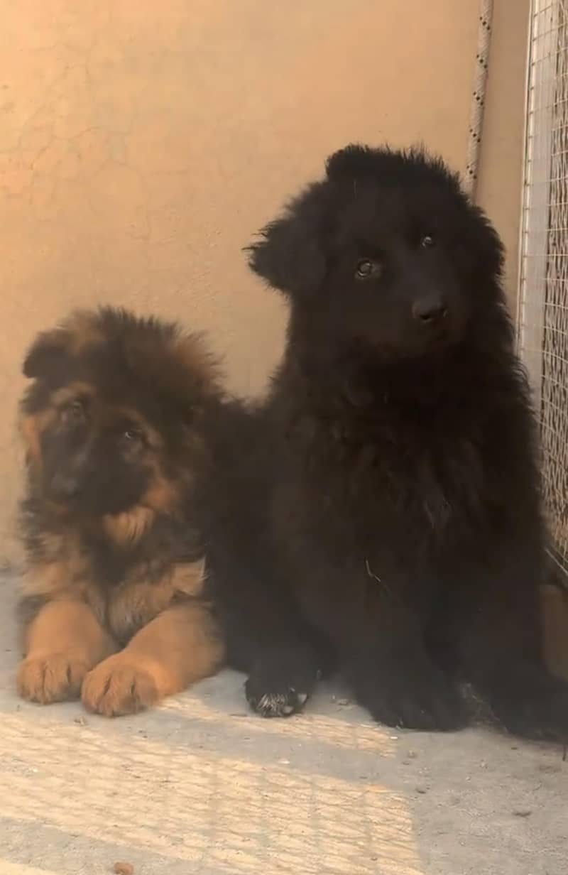 German shepherd 0
