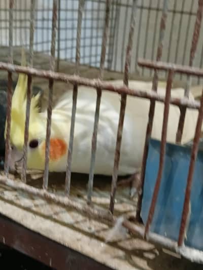 beautiful and rare colours cockatiel