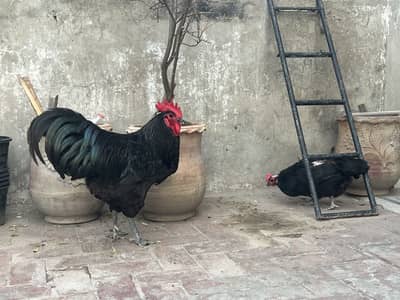 Australorp heritage fresh eggs and chicks