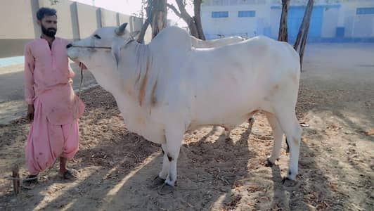 4 dant khassi bachra
