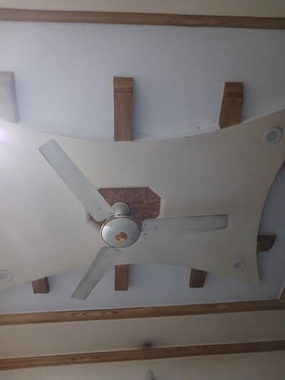 fan for sell