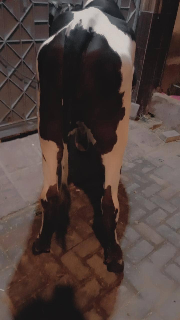 2 dant bachra 11