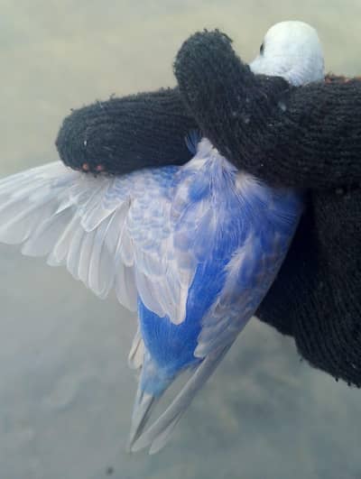 Violet Top quality rainbow birds