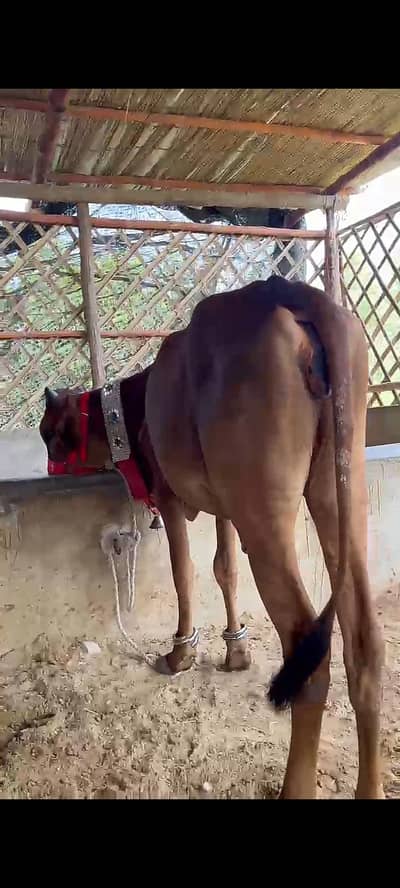 2 dant bachri for qurbani