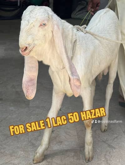 Gulabi bakra for sale