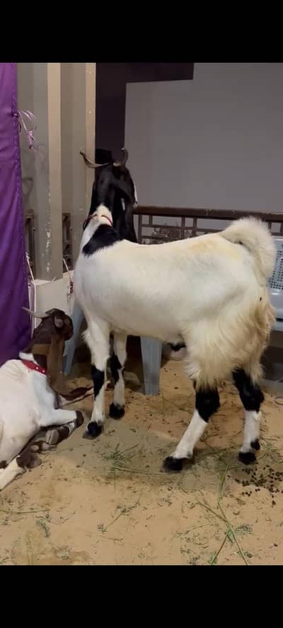 qurbani ka Bakra available