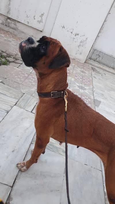 boxer breed pedegre
