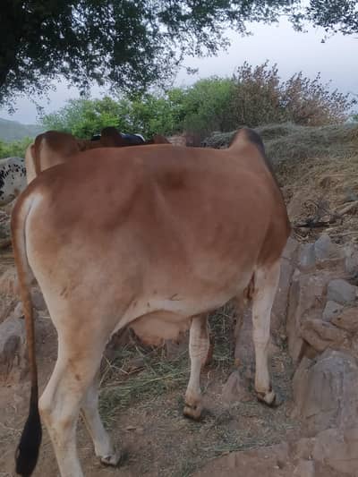 qurbani ki janwaer dastiab hi D12 markaz Islamabad