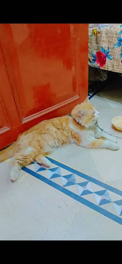 Persian cat