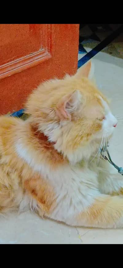 Persian cat