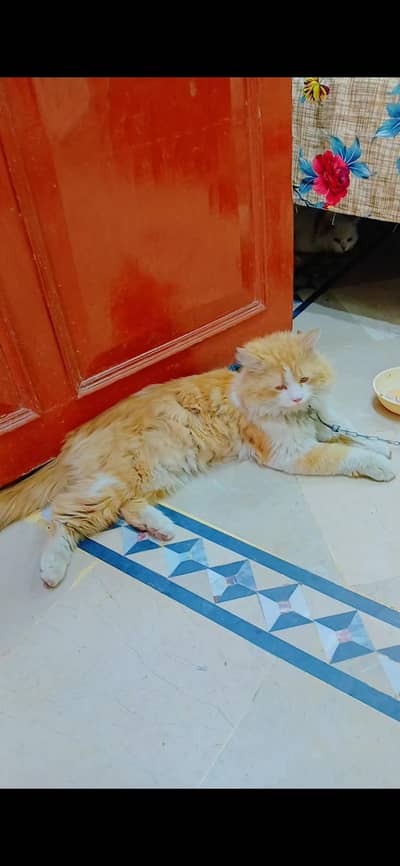 Persian cat