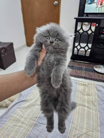Persian kittens triple coat pair  for sale contact whatsap 03055516739