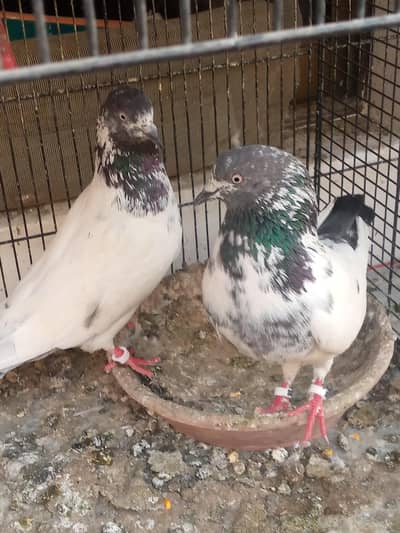 High fly pegion