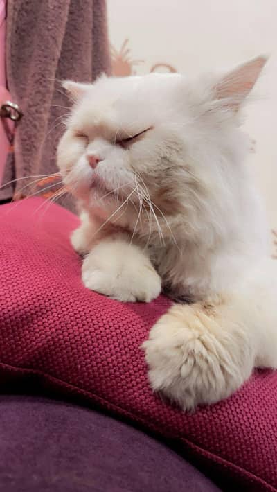 Persian tamed male cat for sale