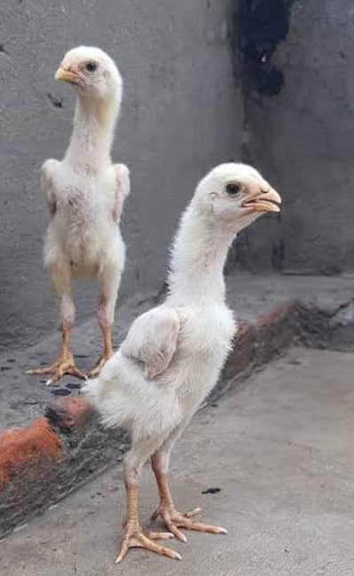 king size shamo chicks full healthy full active number 03204342722