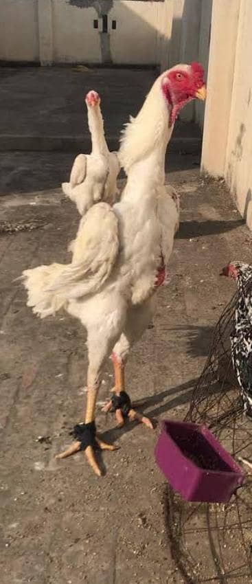 king size shamo chicks full healthy full active number 03204342722