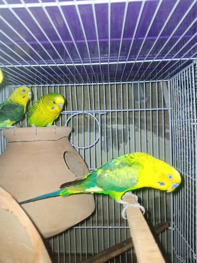 black wings budgies pair split hogoroomo black face split