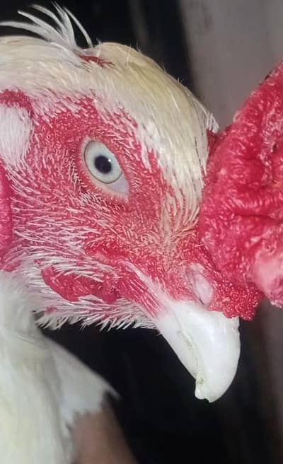 aseel heera male white eyes 10k exchang white madiya 3017104771 cal wt