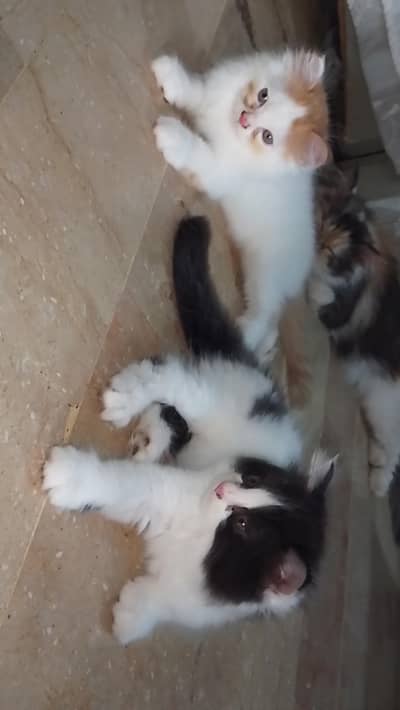 2 pairs cats  15k each  15k each 2 months