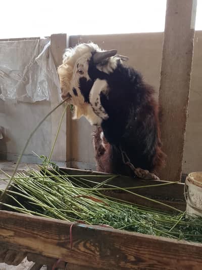2 dant andoo bakra qurbani 2k26