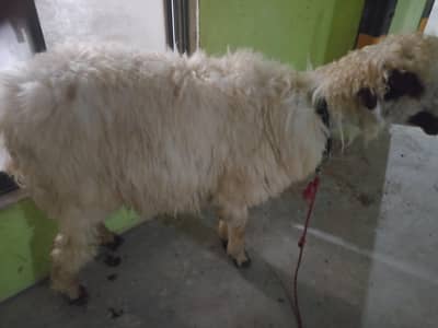 sheep available for qurbani 2026