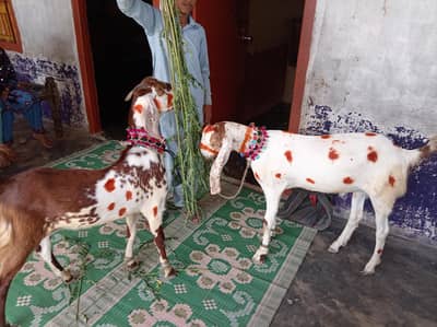 2 Shandaar Qurbani ke Bakre (Pake Khery) - For Sale