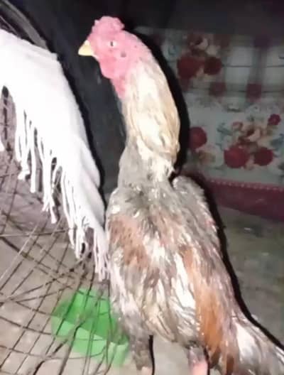 yokiri line burmi patha for sale saleeta peela hard body  mazboot