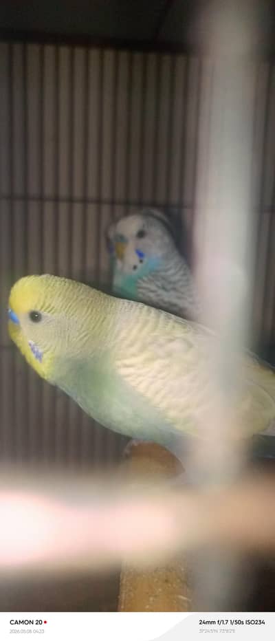 breeders budgies piece price
