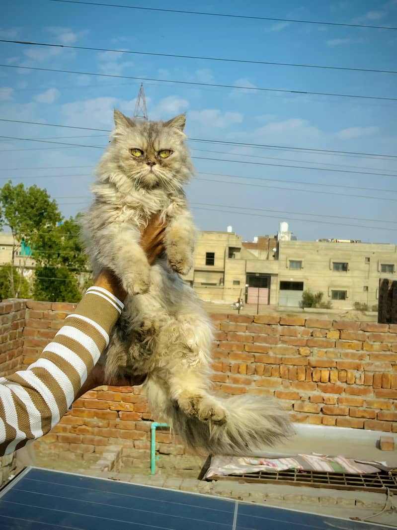 Persian Cat 0