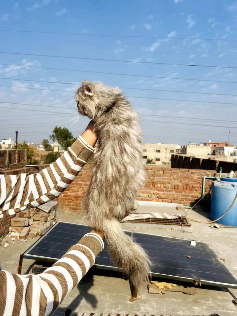 Persian Cat 1