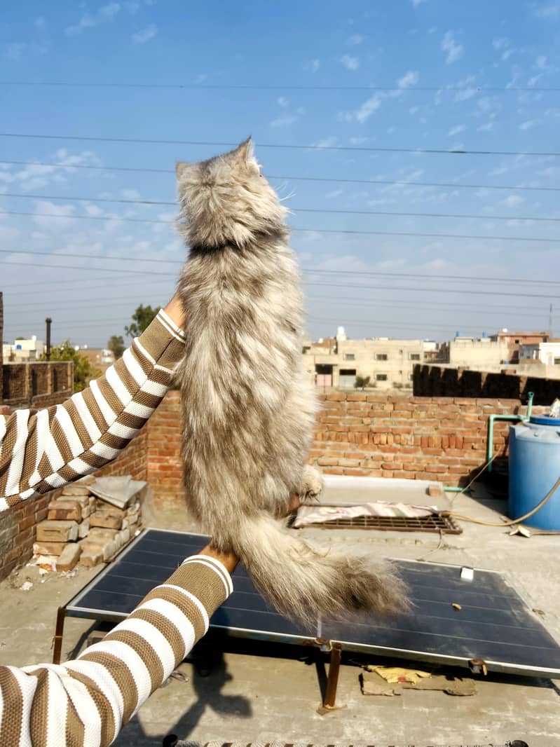 Persian Cat 2