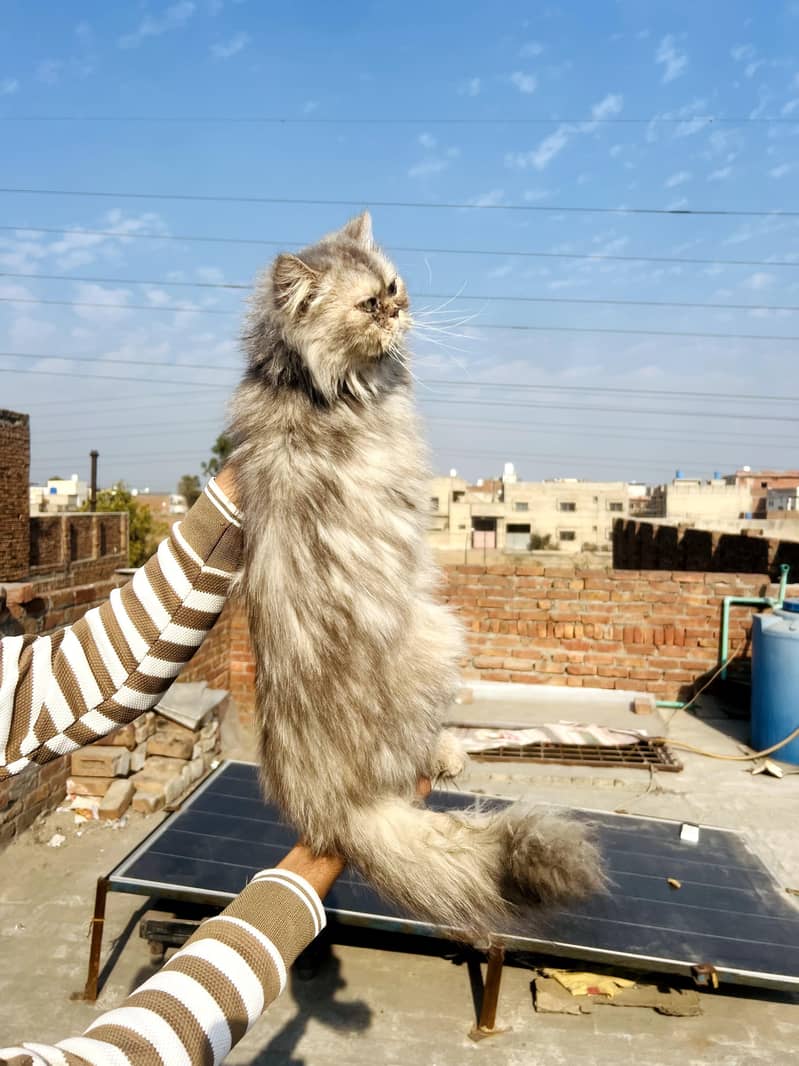 Persian Cat 3