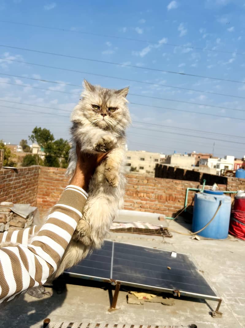 Persian Cat 4