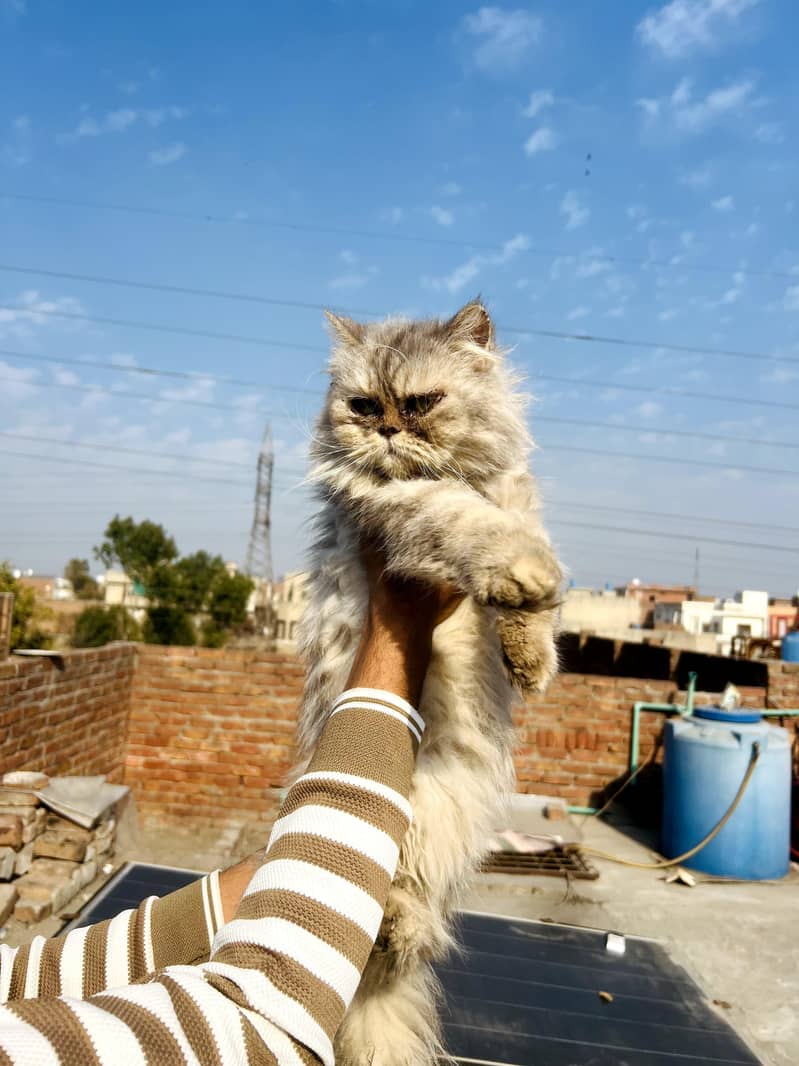 Persian Cat 6