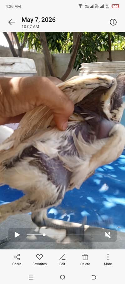 white ganoi dragon chiks pair white female or black chiks