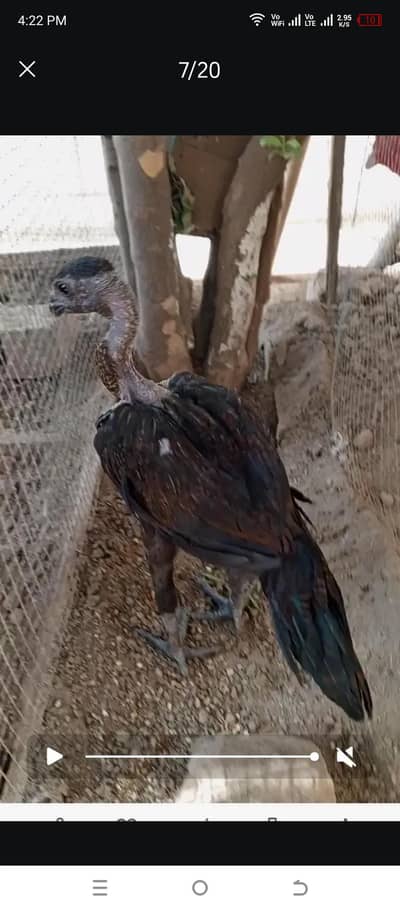 black ganoi dragon chiks or white female