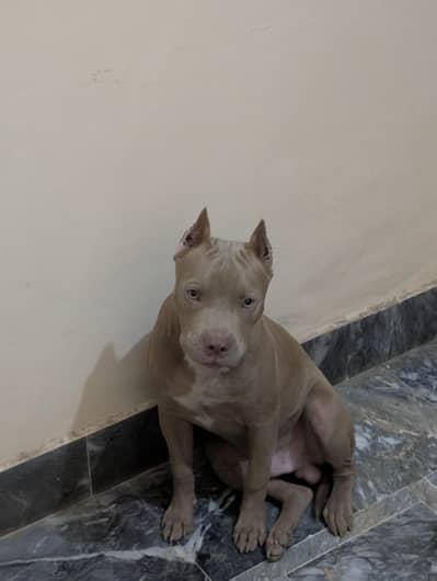 American pitbull