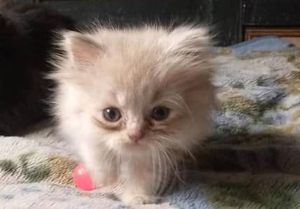 Ginger Male kitten searching for lovely owner