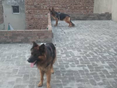 healthy active breeder pair