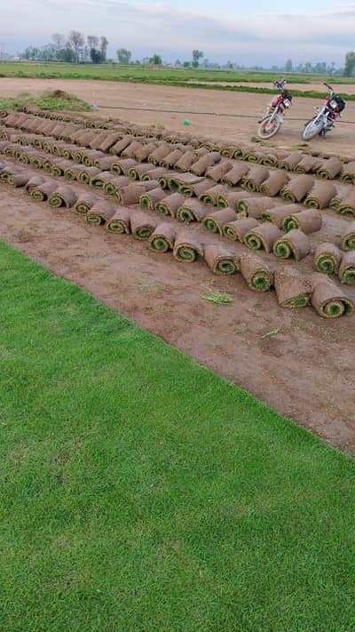 Korean grass , fine Dhaka grass, American grass