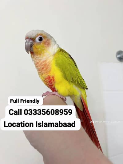 Hand Tamed Full Friendly Beautiful Conore Green Male Parrot