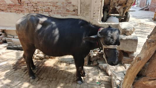 chuti for sale