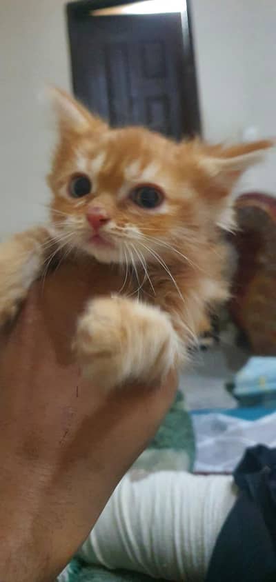 Persian kitten
