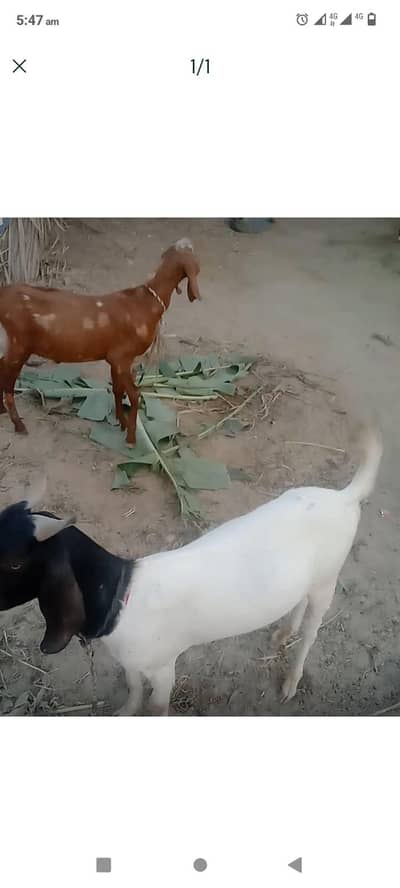 khobsorat bakra. 3 hy mere pass 45sy. 78tak ka he jisko chai