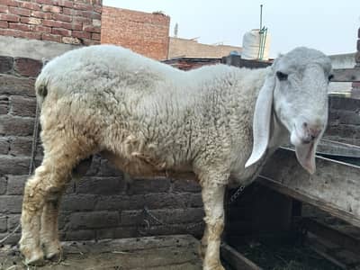 chatry for sale qurbani k Liya