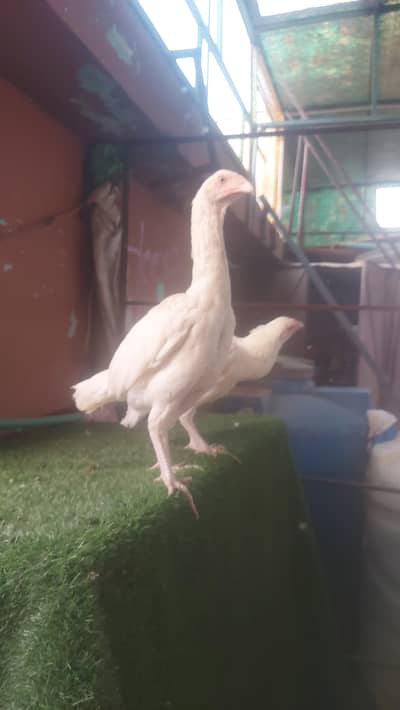 2 Heera Aseel Quality Chicks Females