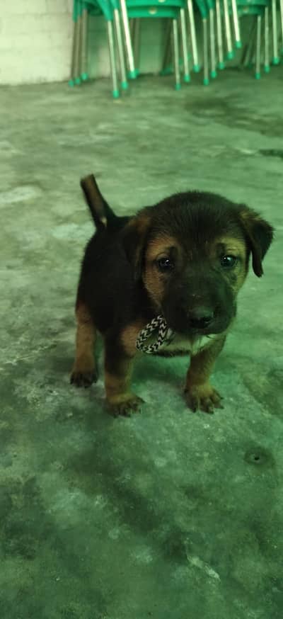 German shepherd puppy for sale