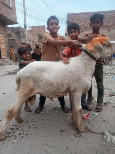3 Chatra For Sale Qurbani 2026 چھترے فار سیل قربانی