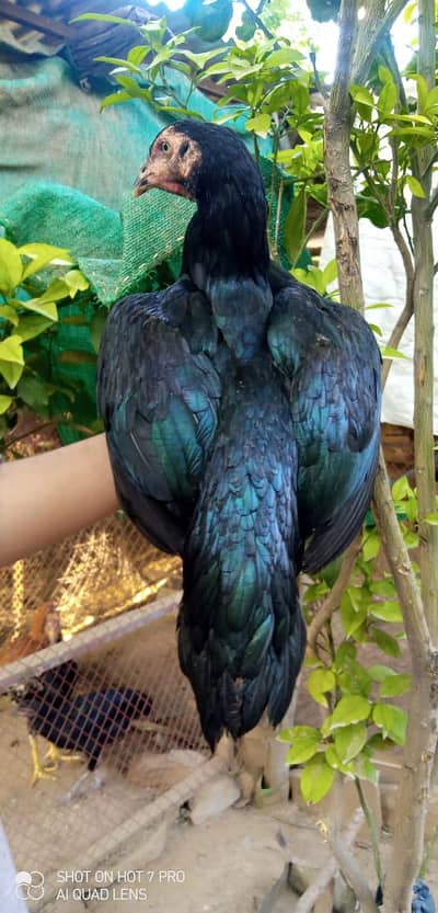 Aseel patia ,Bantam male