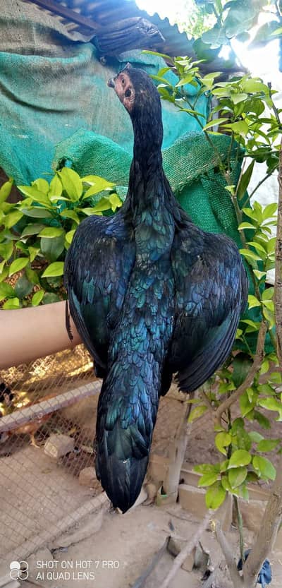 Aseel patia ,Bantam male